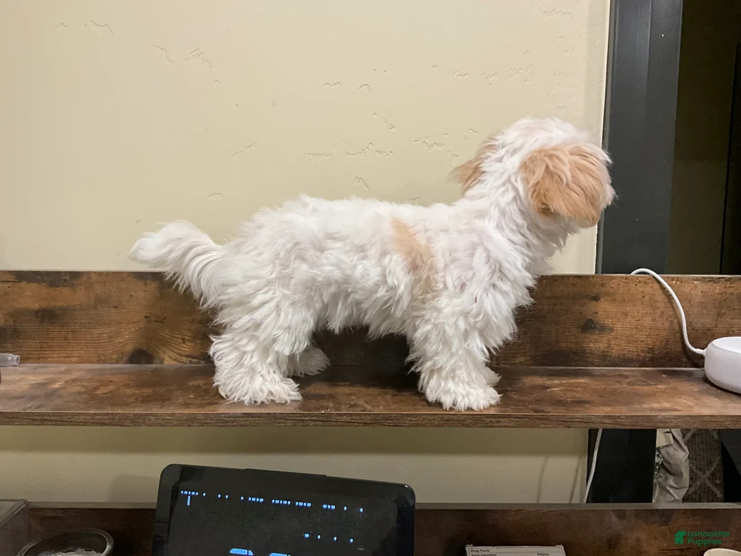 Morkie dogs for sale: Morkie Puppy 1 - Ad 5