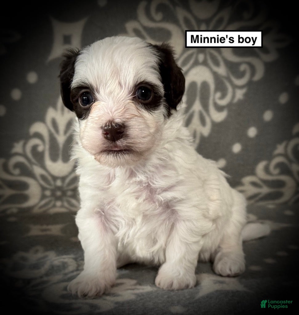 Havanese dogs AKC Minnie's Boy - Ad 23