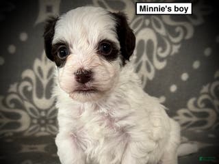 Havanese dogs AKC Minnie's Boy - Ad 35