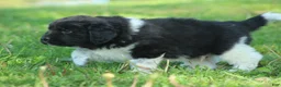 Newfoundland dogs for sale: Ted - Ad 6