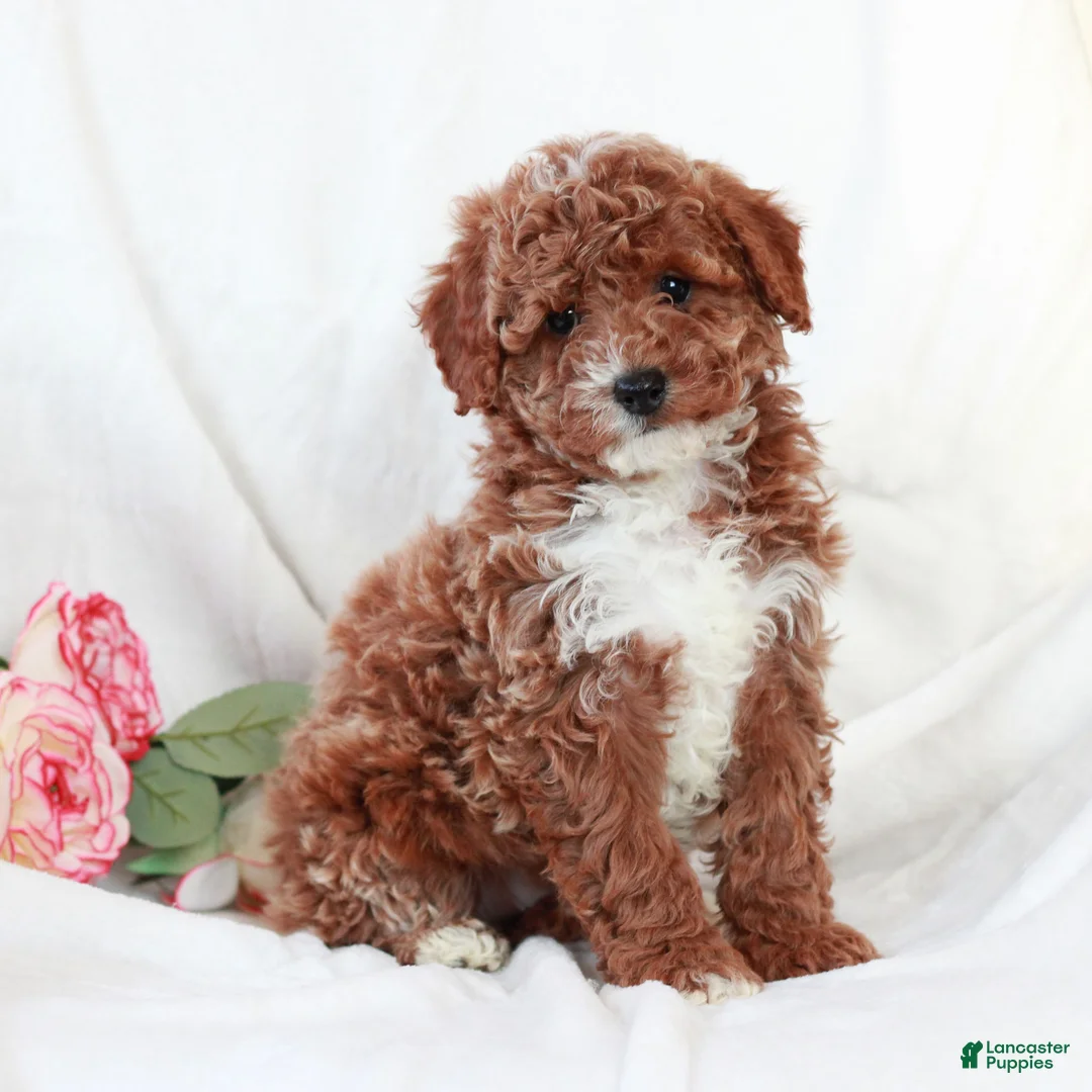 Cavapoo dogs for sale: Lincoln  - Ad 2