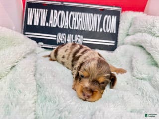 Dachshund dogs Uno chocolate dapple long coat - Ad 37