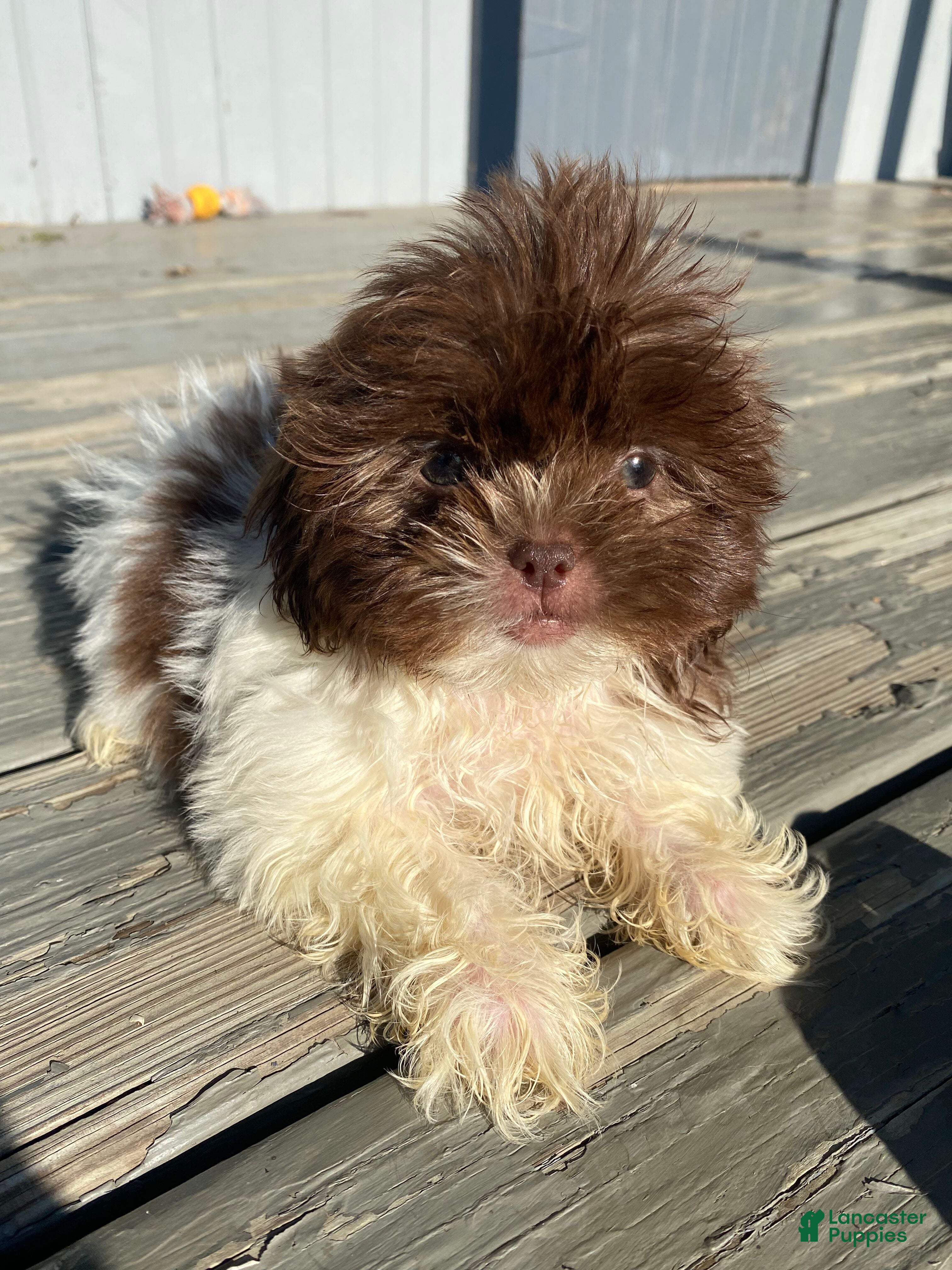 Shih Tzu dogs Willow - Ad 1