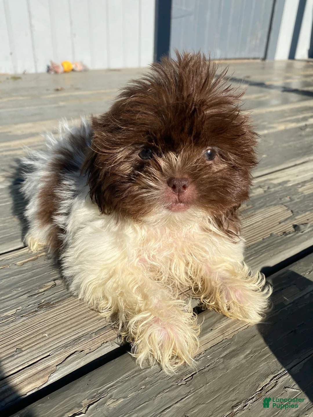 Shih Tzu dogs for sale: Willow - Ad 1