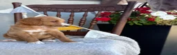 Goldendoodle dogs for sale: Cassia - Ad 10