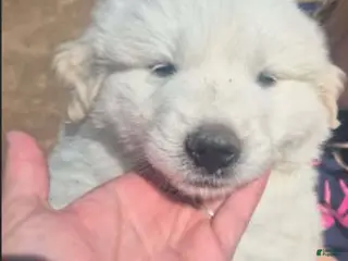 Great Pyrenees dogs Boy 2 - Ad 28