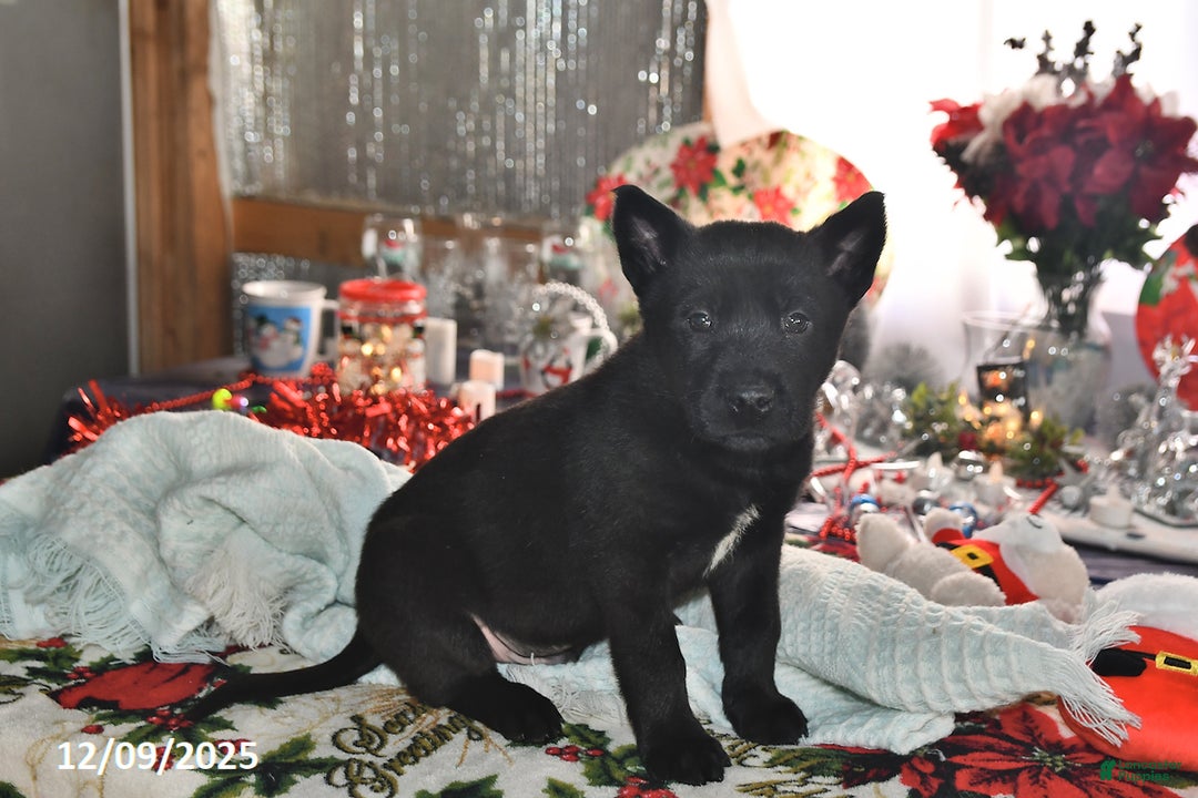 Belgian Malinois dogs for sale: Sarge - Ad 2