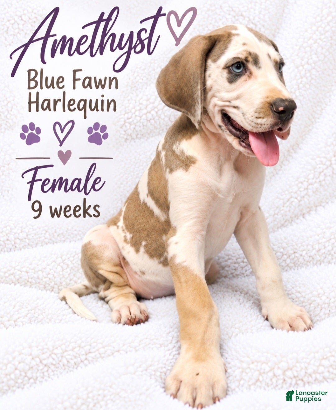 Great Dane dogs Amethyst  - Ad 19