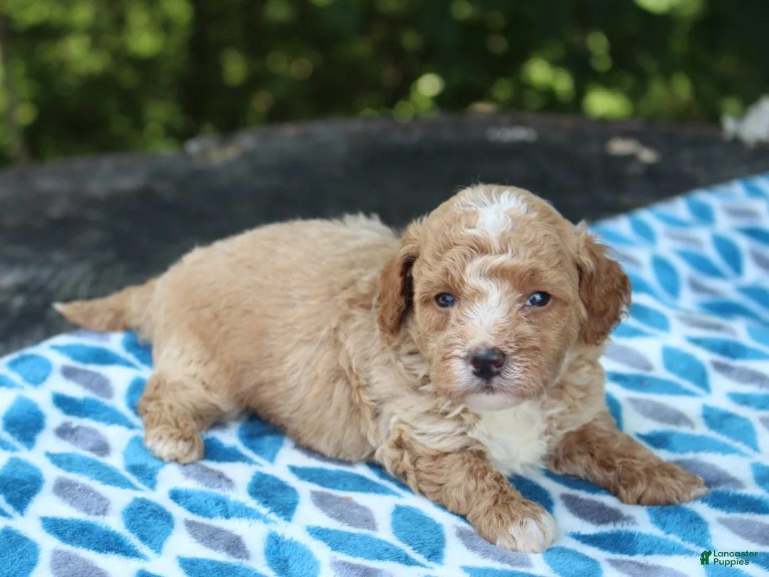 Miniature Poodle dogs for sale: Shawn - Ad 2