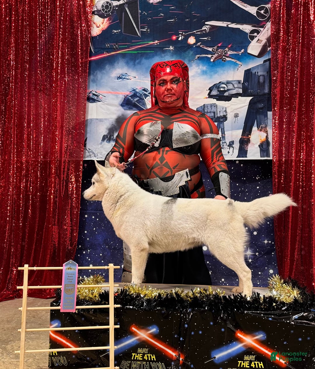 Siberian Husky dogs for sale: Halo - Ad 2