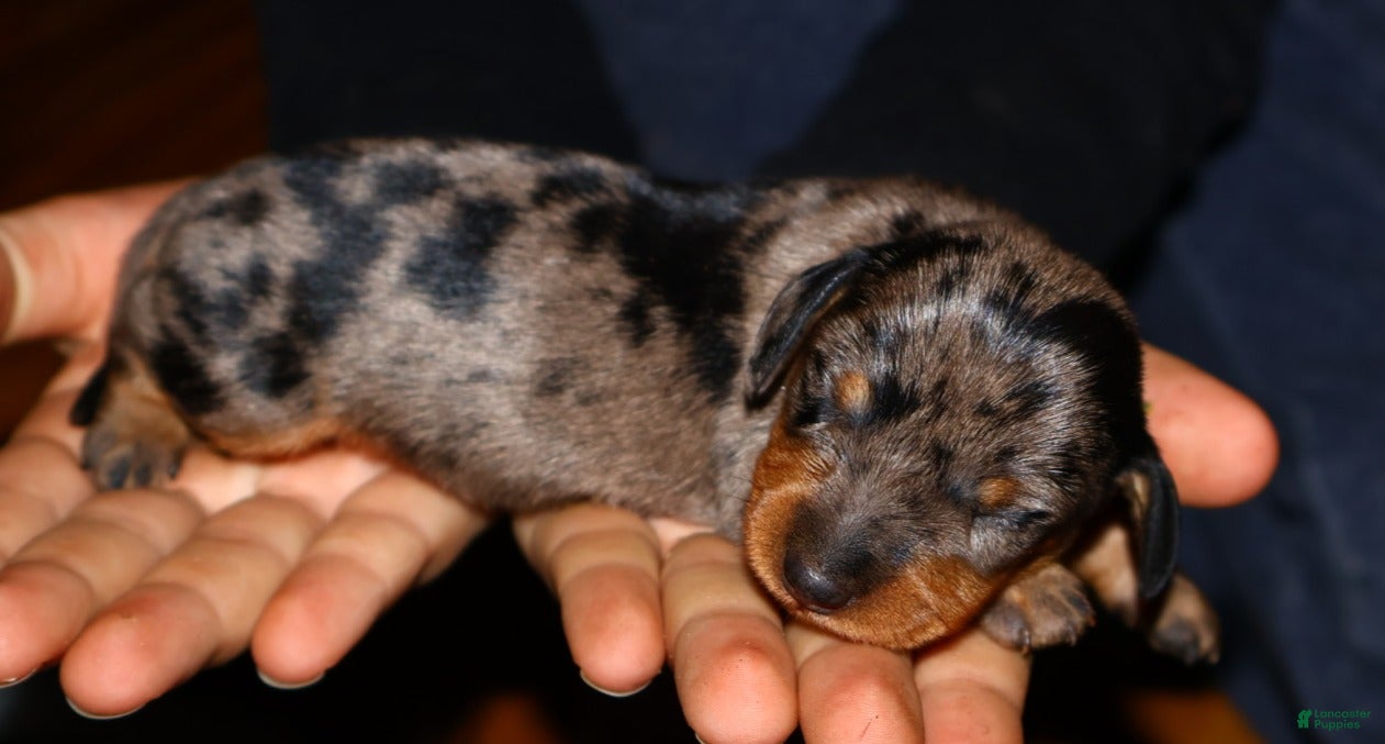 Miniature Dachshund dogs Coco - Ad 12