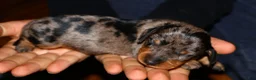 Miniature Dachshund dogs for sale: Coco - Ad 1