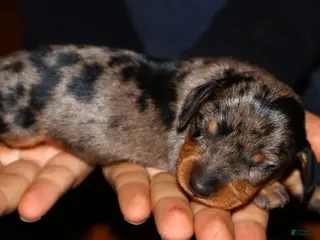 Miniature Dachshund dogs Coco - Ad 12