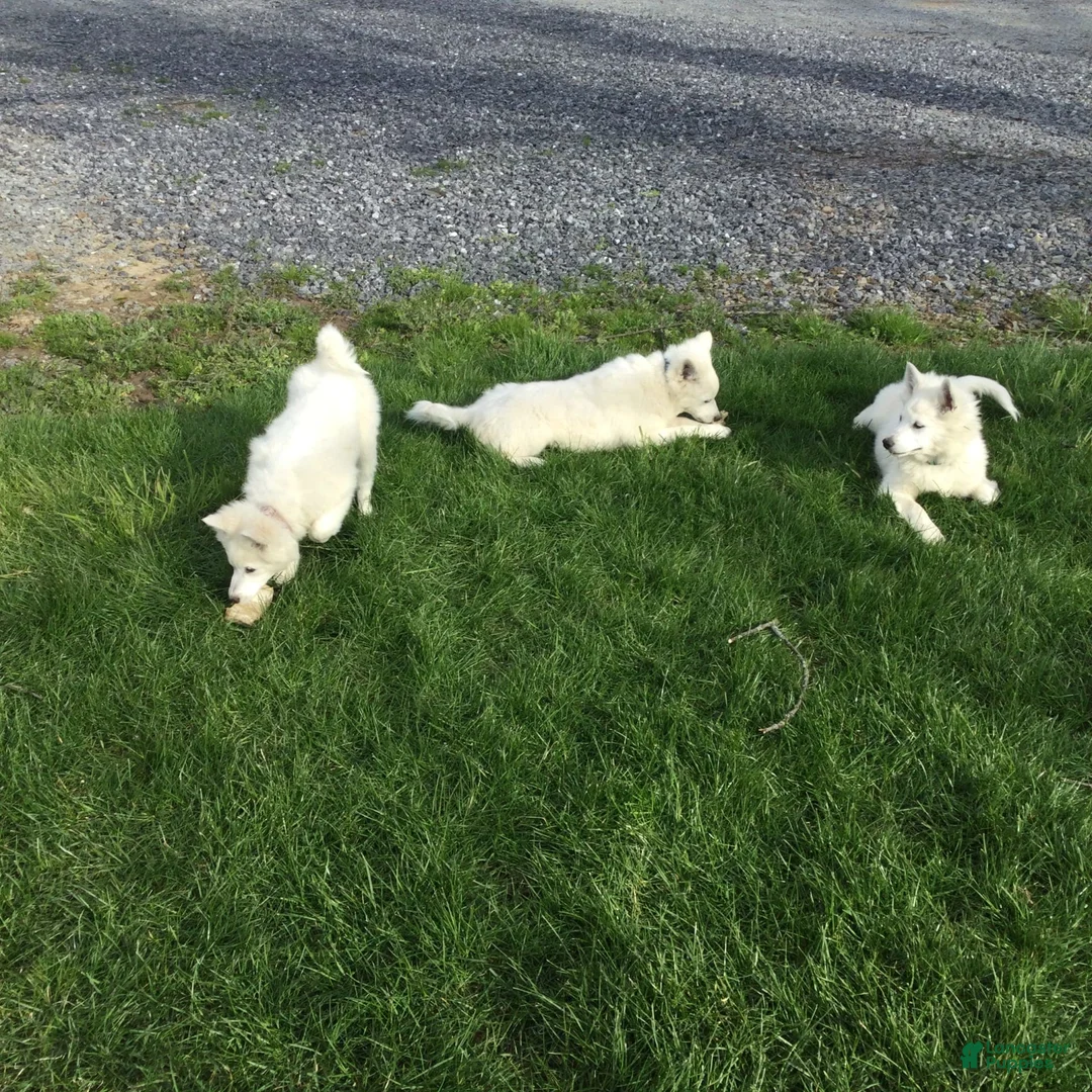 Gallery Image {{count}}