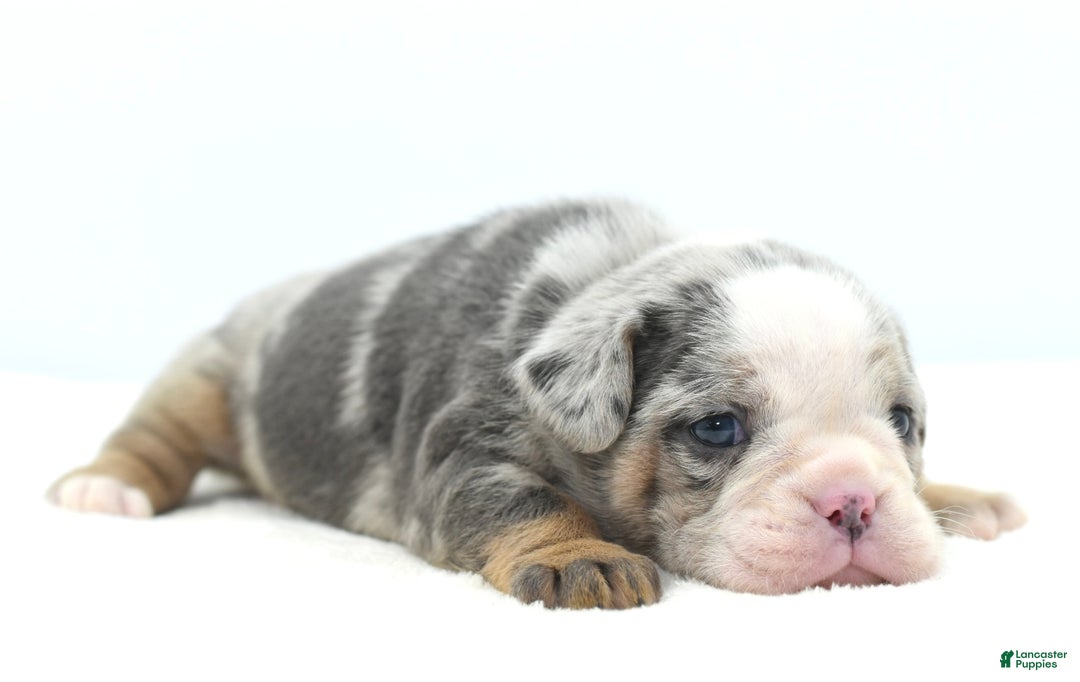 Mixed Breed dogs for sale: Aqua blue koi  - Ad 17