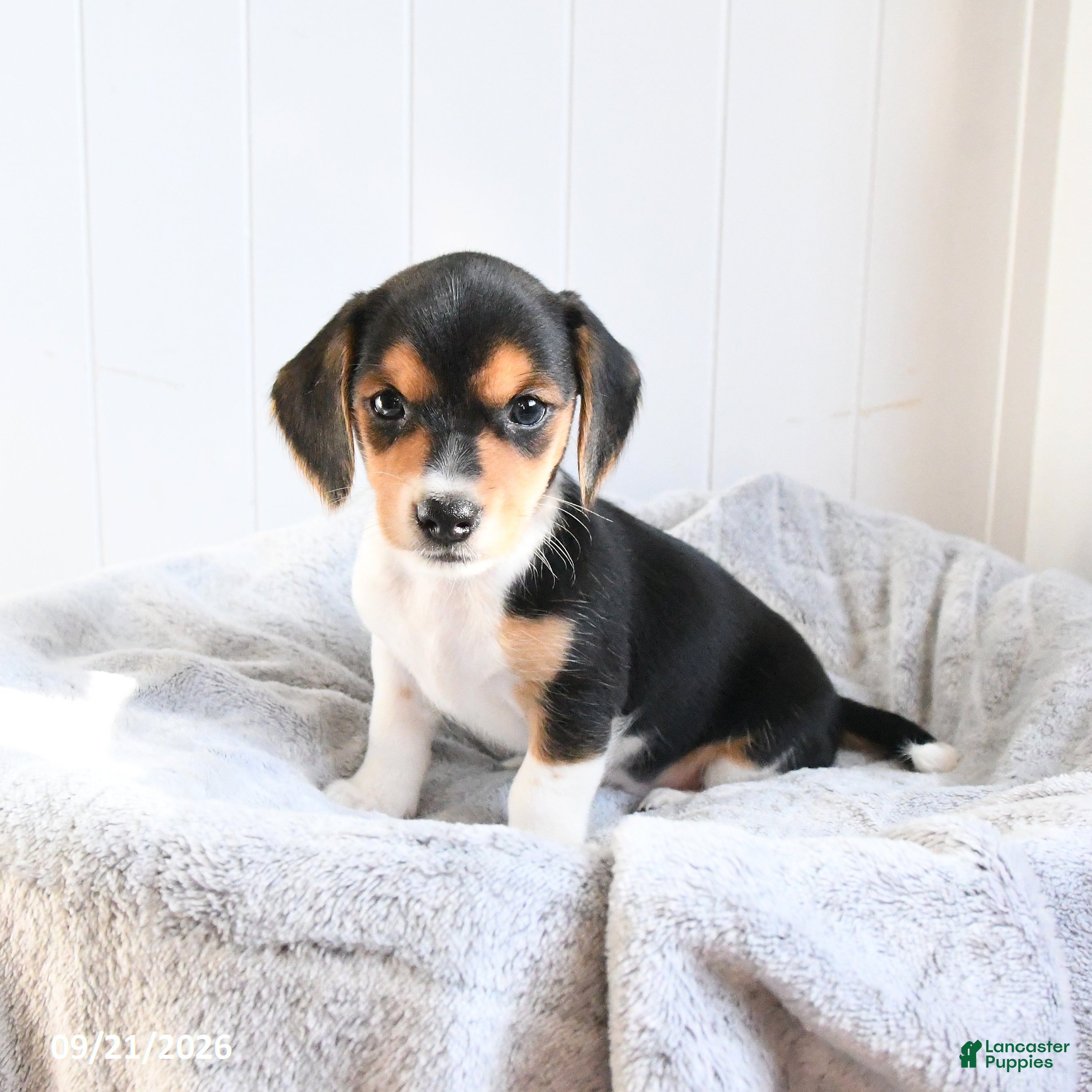 Mixed Breed dogs Violet - Ad 2