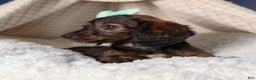 Miniature Dachshund dogs for sale: Cleo - Ad 17