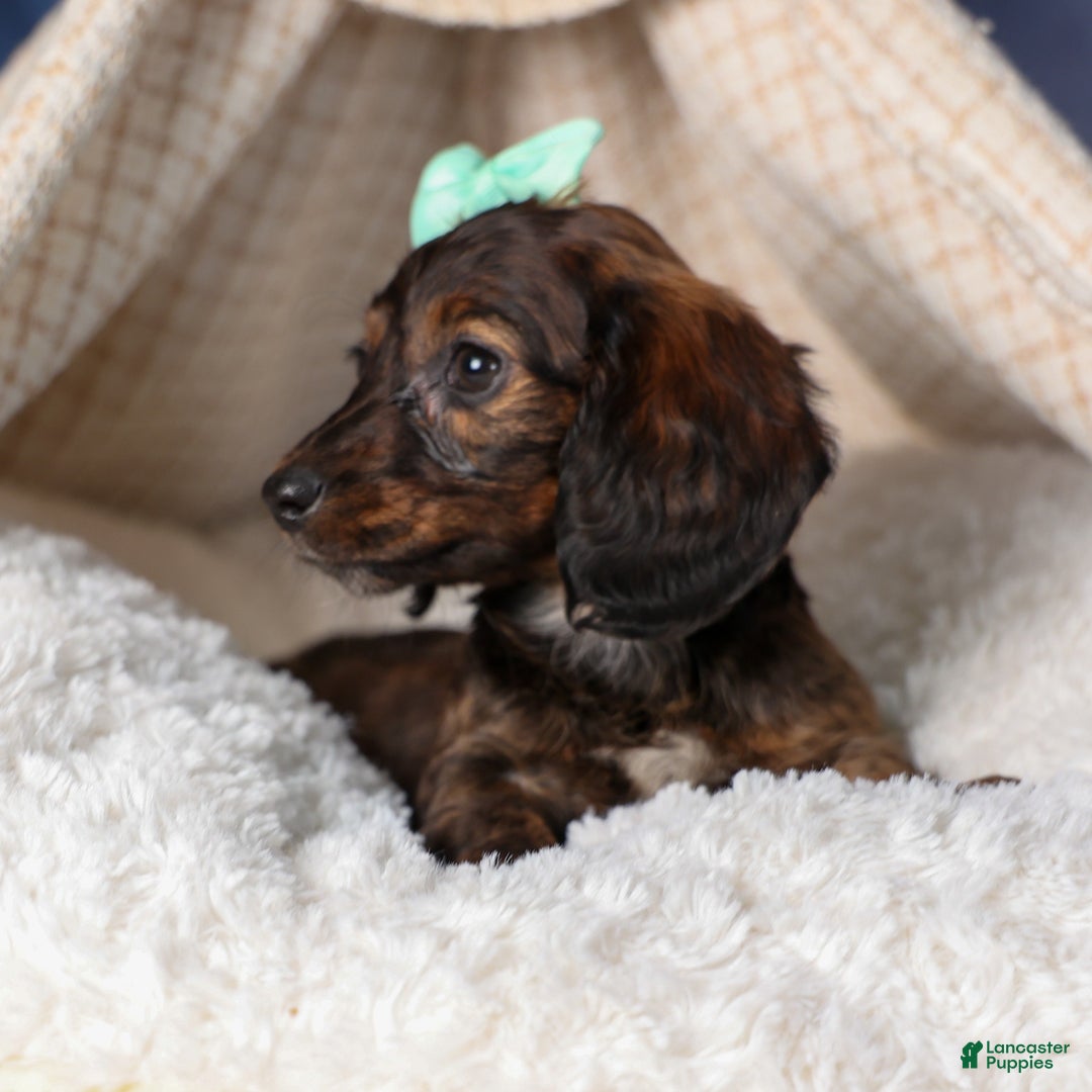 Miniature Dachshund dogs for sale: Cleo - Ad 17