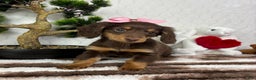 Miniature Dachshund dogs for sale: Daisy  - Ad 5