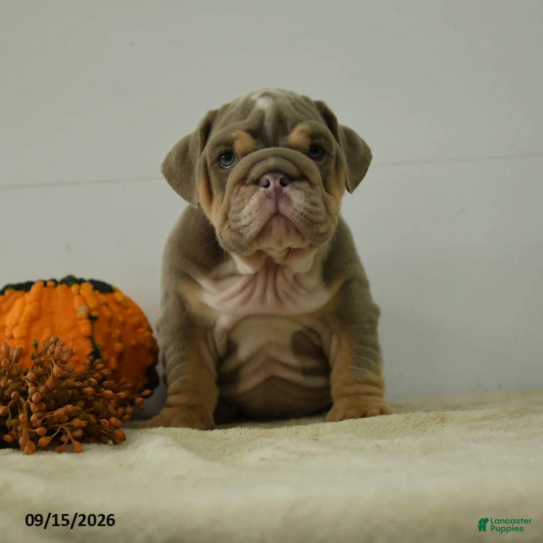 English Bulldog dogs for sale: Dexter - Ad 2