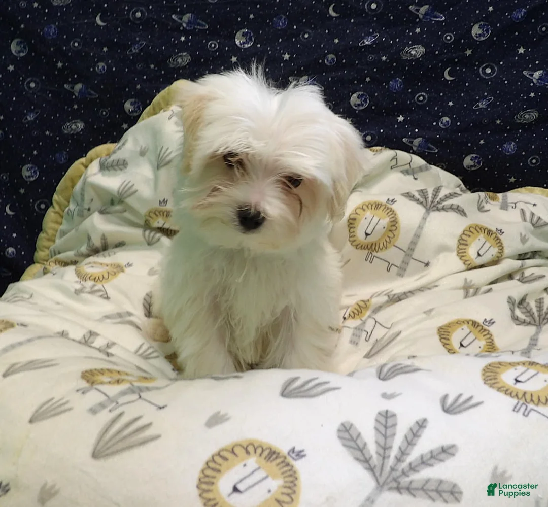 Morkie dogs for sale: Fabian - Ad 5