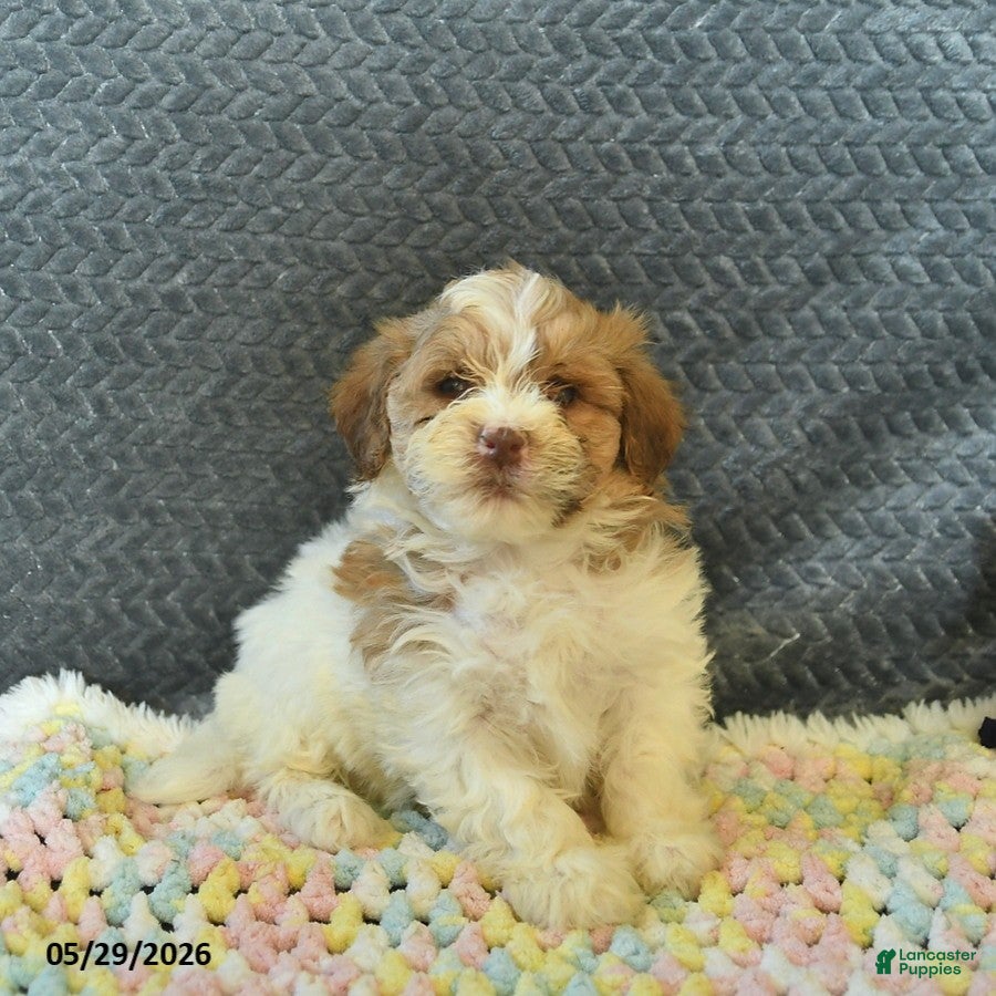 Maltipoo dogs Lucy  - Ad 1