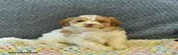Maltipoo dogs for sale: Lucy  - Ad 1
