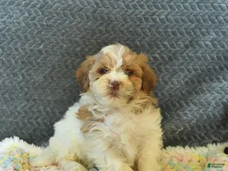 Maltipoo dogs for sale: Lucy - Ad 3