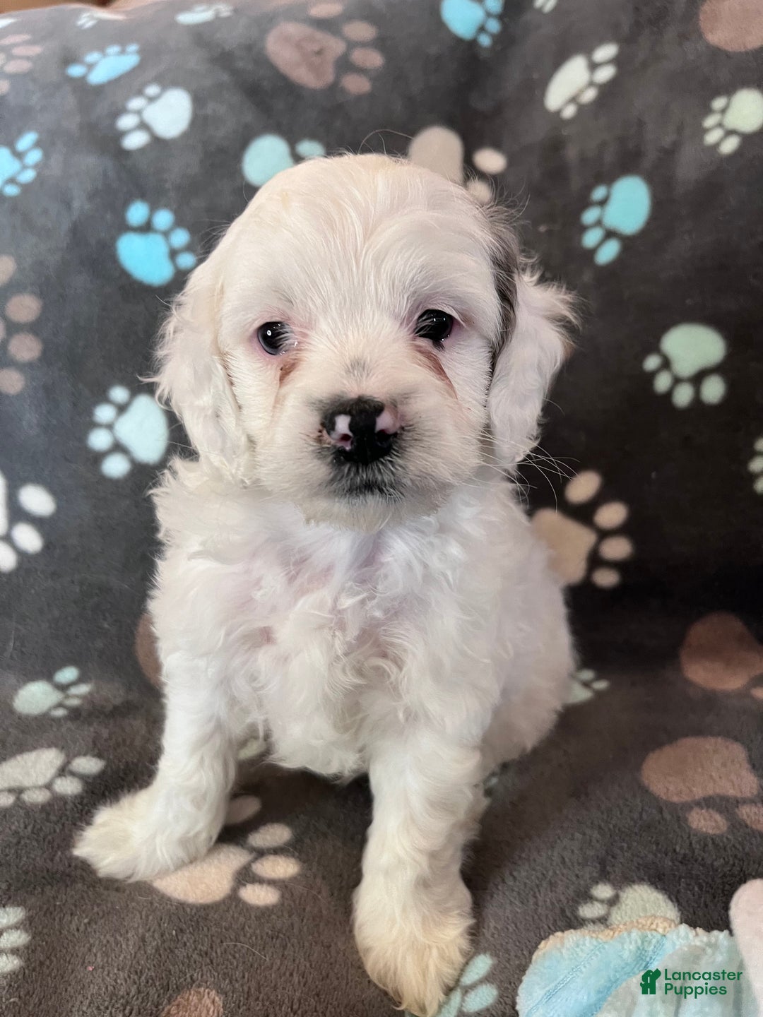 Cockapoo dogs for sale: Cockapoo Puppy 2 - Ad 1