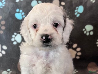 Cockapoo dogs Cockapoo Puppy 2 - Ad 27