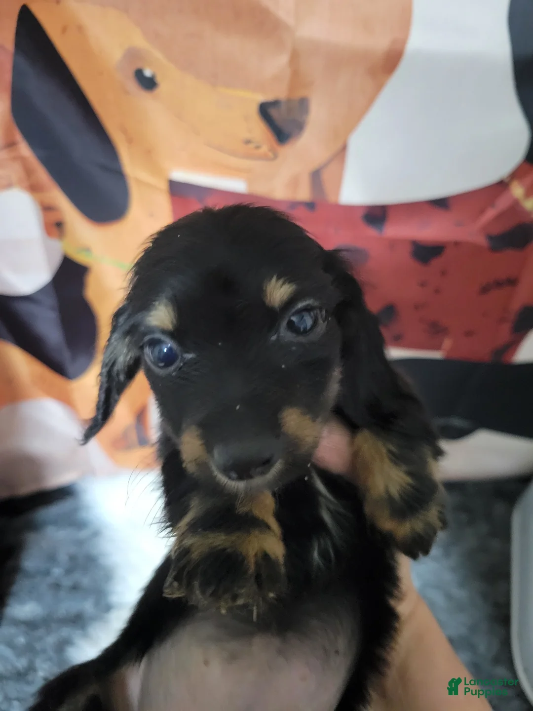 Miniature Dachshund dogs for sale: Wilma, black & cream - Ad 2