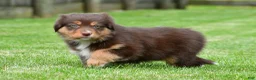 Australian Shepherd dogs for sale: Alice - Ad 9