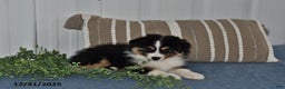Miniature Australian Shepherd dogs for sale: Buttons - Ad 2