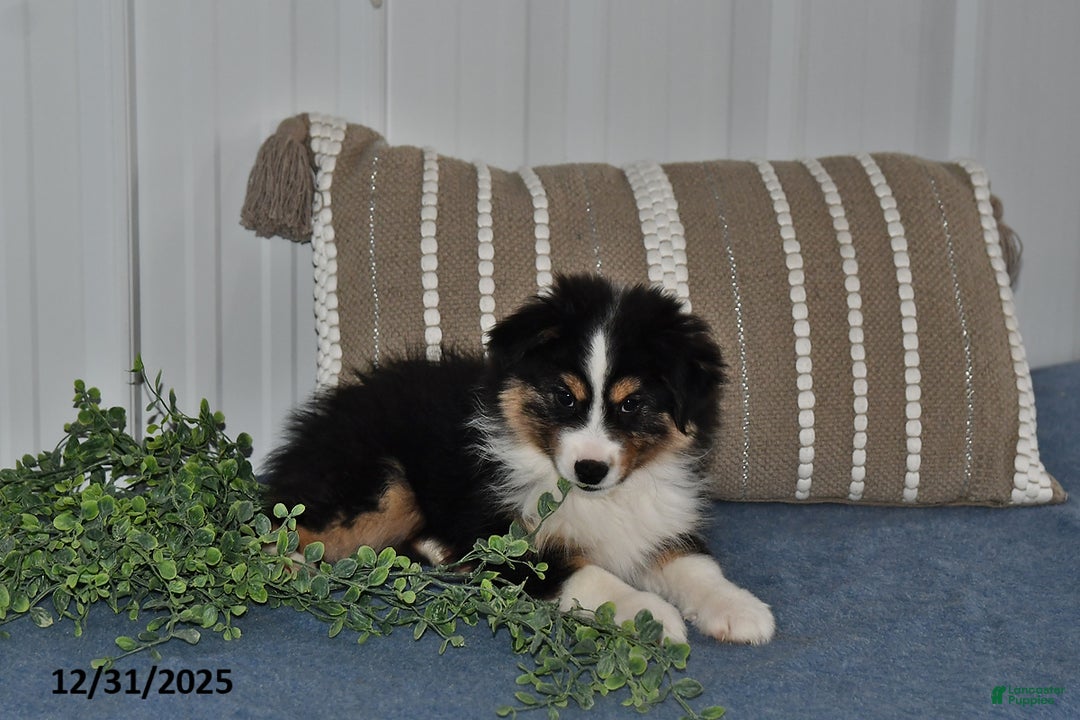 Miniature Australian Shepherd dogs for sale: Buttons - Ad 2