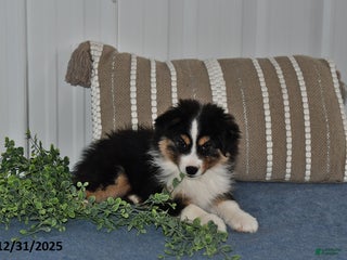 Miniature Australian Shepherd dogs Buttons - Ad 14