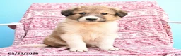 Mixed Breed dogs for sale: Hazel - Ad 3