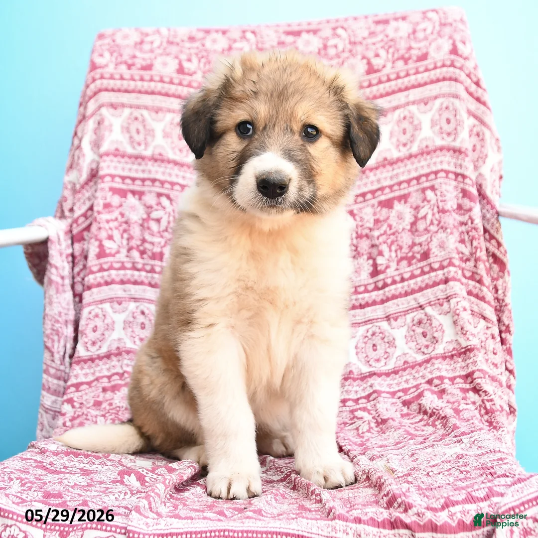 Mixed Breed dogs for sale: Hazel - Ad 3