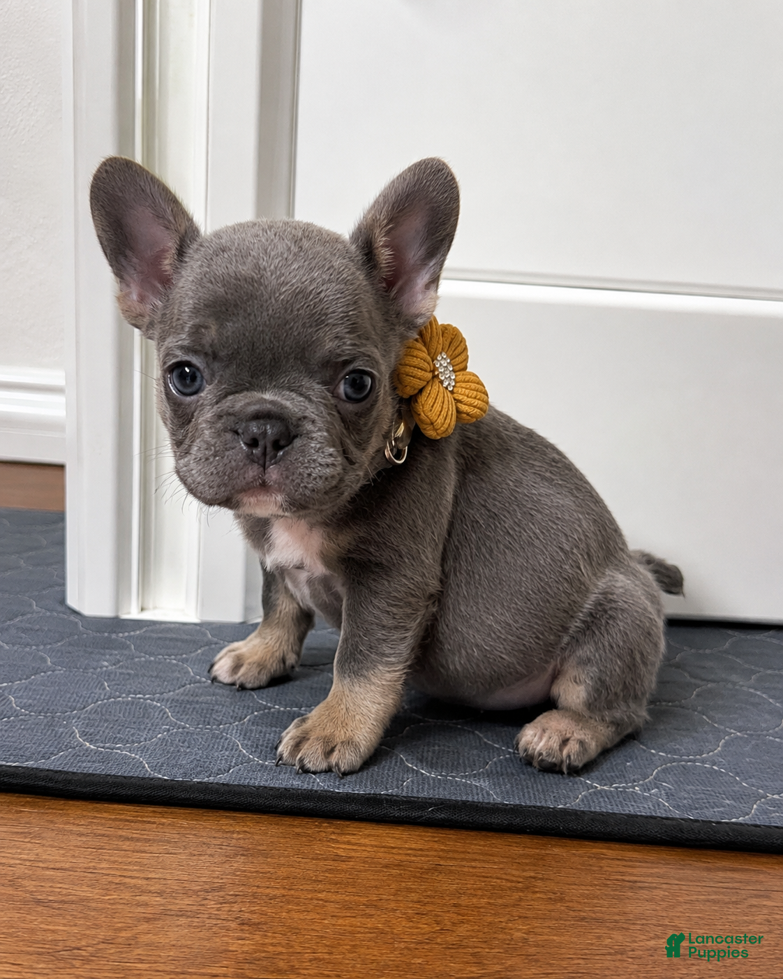 French Bulldog dogs 💖 Lily – Beautiful AKC French Bulldog Female in Texas - Ad 1