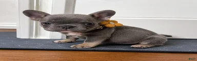 💖 Lily – Beautiful AKC French Bulldog Female in Texas
