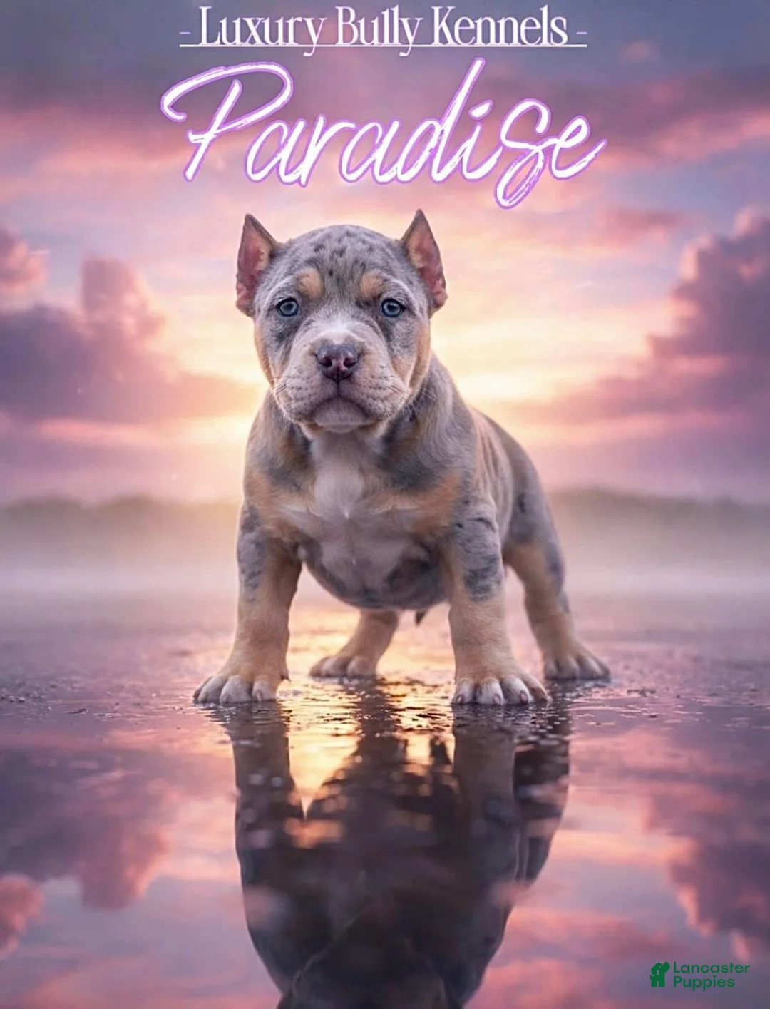 American Bully dogs for sale: American Bully Puppy 1 - Ad 1