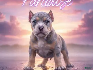 American Bully dogs American Bully Puppy 1 - Ad 27