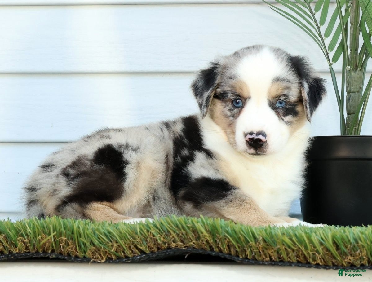 Miniature Australian Shepherd dogs for sale: Tina - Ad 4