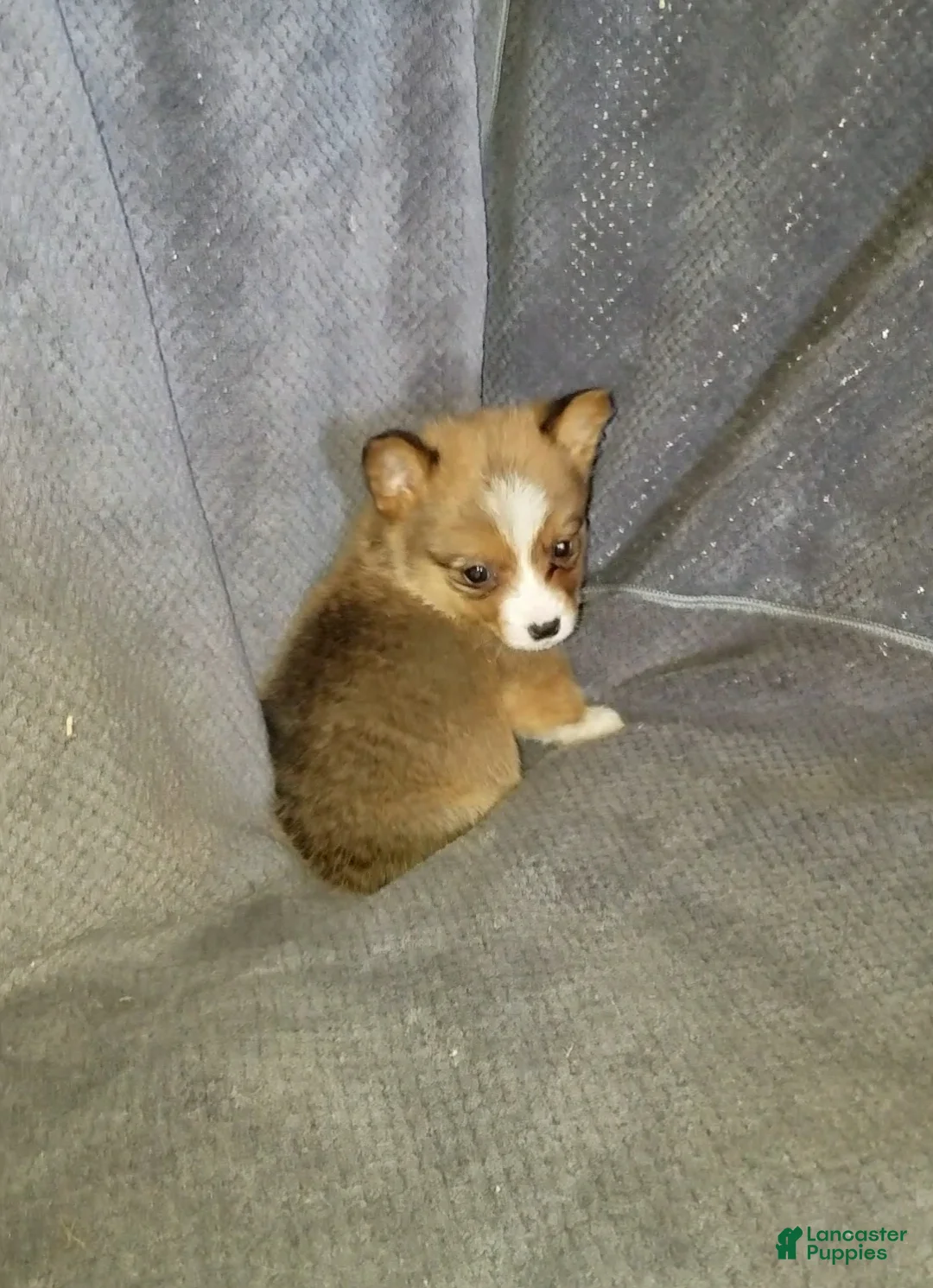 Mixed Breed dogs for sale: Asher - Ad 3