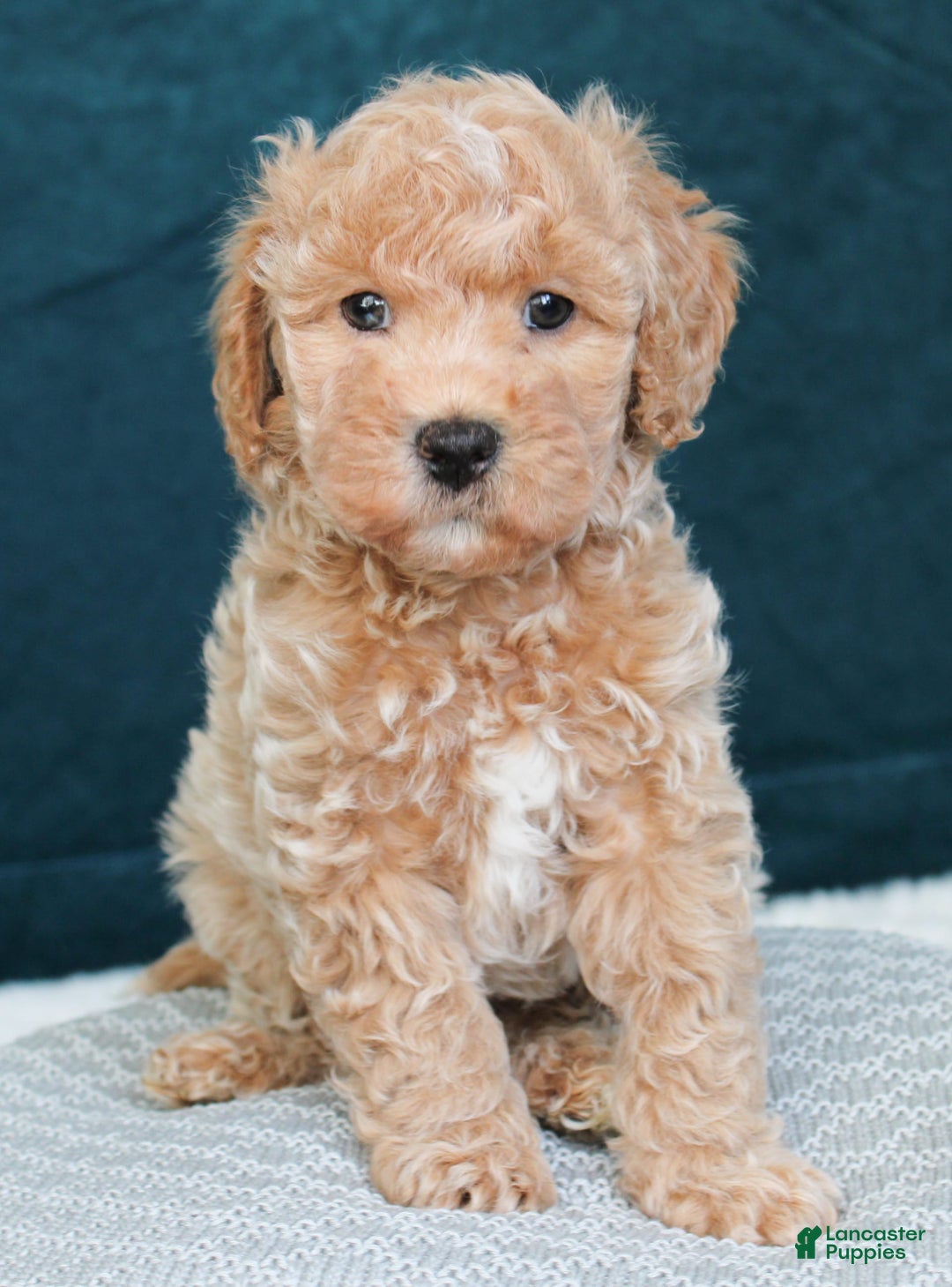 Cavapoo dogs for sale: Biscotti - Ad 4
