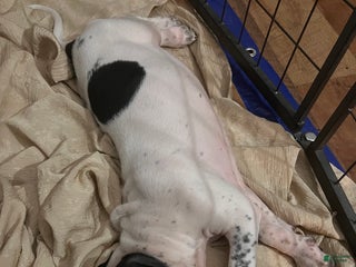 Coonhound dogs - Ad 5