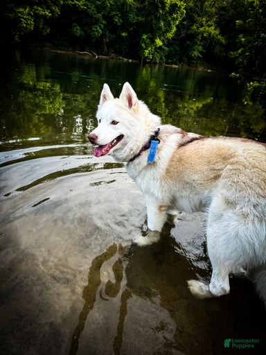 Gallery Image {{count}}