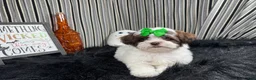 Shihpoo dogs for sale: Shihpoo 3 - Ad 6