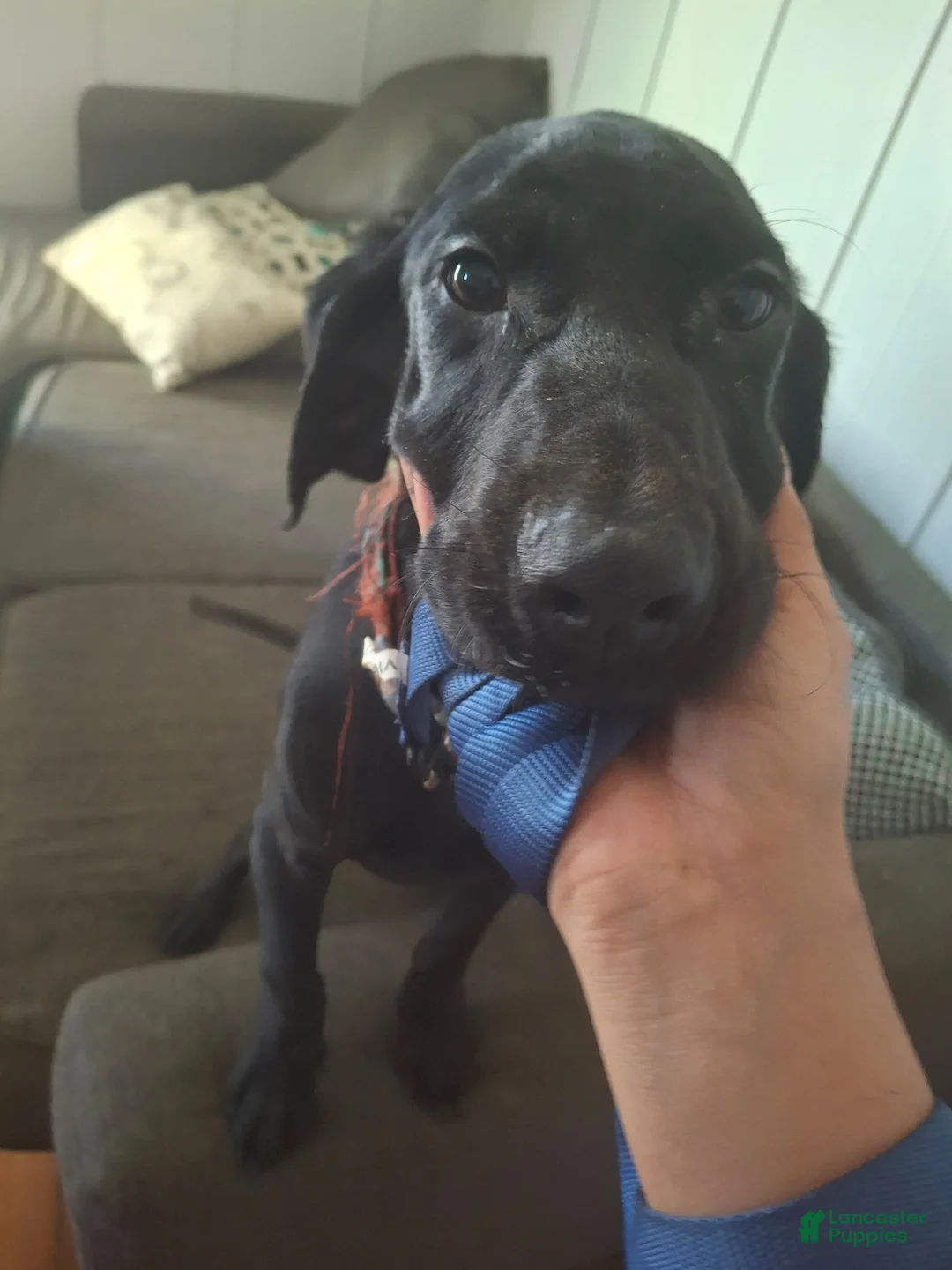 Labrador Retriever dogs for sale: Labrador Retriever Puppy 1 - Ad 1