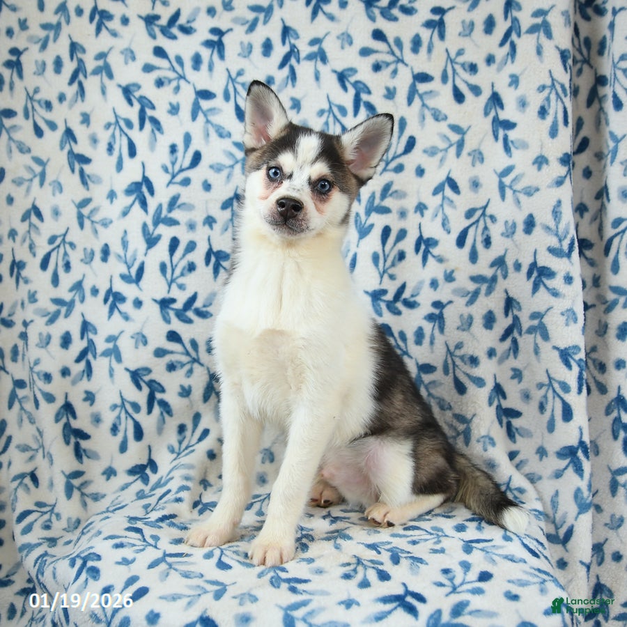 Alaskan Klee Kai dogs Kodiak - Ad 4