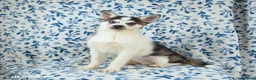 Alaskan Klee Kai dogs for sale: Kodiak - Ad 1